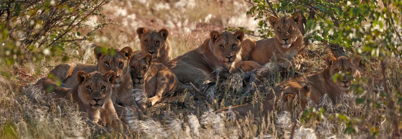 Hobatere Lodge Otjovasandu Exteriér fotografie
